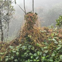 Cuscuta reflexa Roxb.